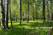 Московская область, ДНП Дальние Вёшки, городской округ Мытищи