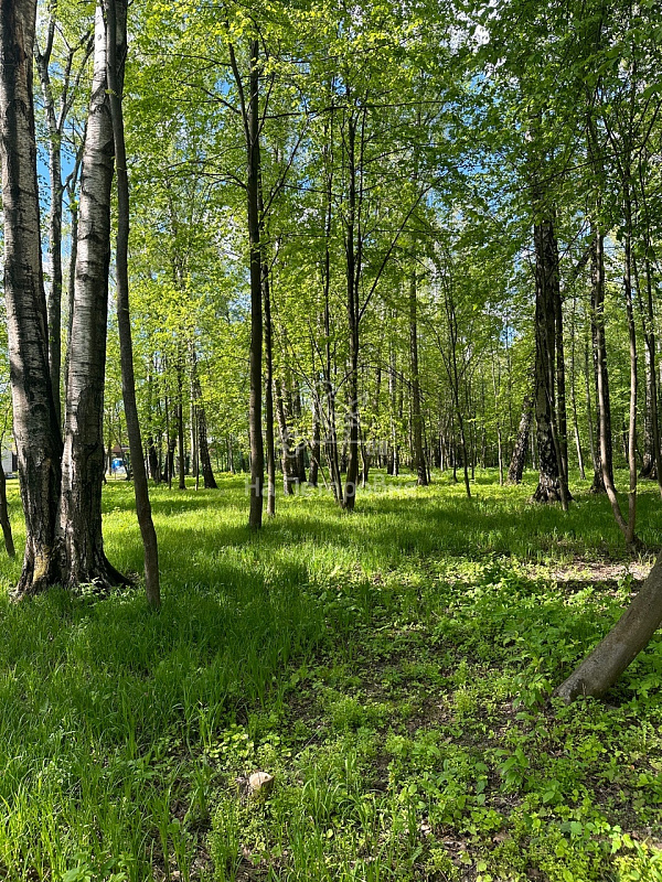 Московская область, ДНП Дальние Вёшки, городской округ Мытищи