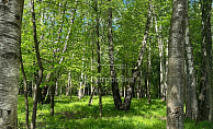 Московская область, ДНП Дальние Вёшки, городской округ Мытищи