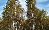 Московская область, село Ивановское, городской округ Ступино