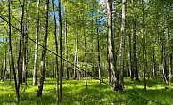 Московская область, ДНП Дальние Вёшки, городской округ Мытищи