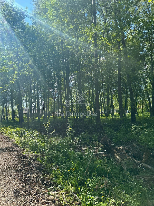 Московская область, ДНП Дальние Вёшки, городской округ Мытищи